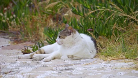 Two animals playfully interacting near the coast, with greenery in the back.. Stock Footage 291176827
