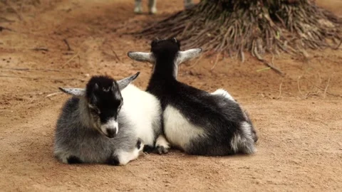 Two Animals Resting on the Ground and Moving Their Ears Stock Footage 345651198
