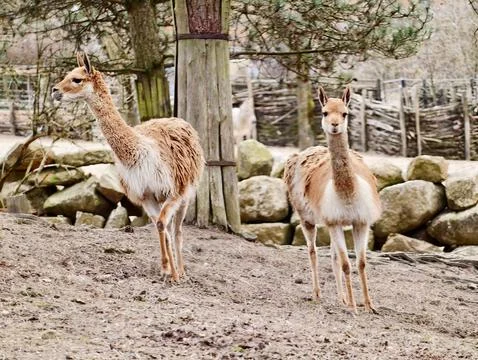 Two Animals Stand Alert By Stone Wall. Depiction Of Wary Antelope Duo Obser.. Stock Photos