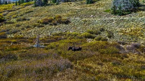 Two Animals Standing in Grass Foto stock