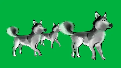 Two animated huskies walking on green screen ideal for winter scenes Stock Footage 308866873