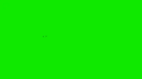 Two Annoying flies on a Green Screen Background Stock Footage 84414538