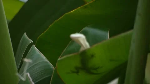 Two Anole Lizards check each other out Vidéo 10896189