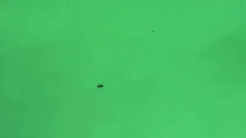 Two ant moving on green screen slow motion Stock Footage 301400878