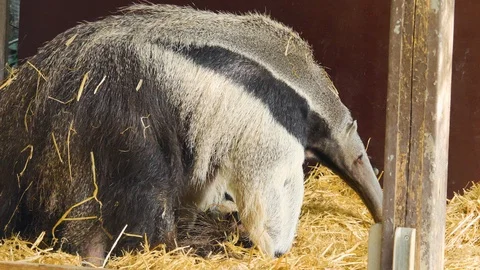 Two anteaters  Stock Footage 116609468