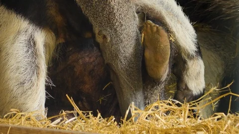 Two anteaters sitting down Video stock 116606296