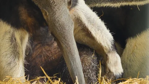 Two anteaters sitting down Stock Footage 116606699