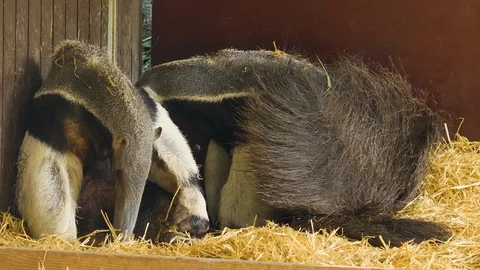 Two anteaters sitting down Stock Footage 116607288