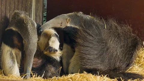 Two anteaters sitting down Stock Footage 116607709