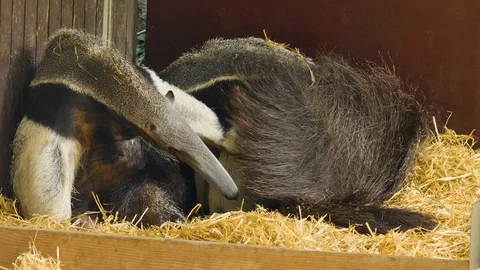 Two anteaters sitting down Stock Footage 116607717