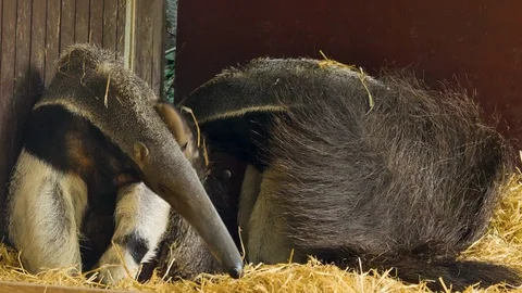 Two anteaters sitting down Stock Footage 116607970