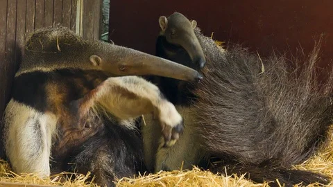 Two anteaters sitting down Video stock 116608165