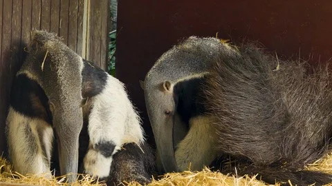 Two anteaters sitting down Stock Footage 116608533