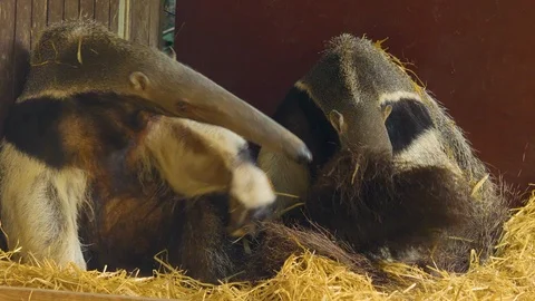 Two anteaters sitting down Stock Footage 116608869