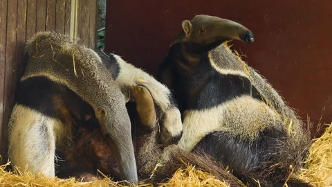 Two anteaters sitting down Video stock 116609175