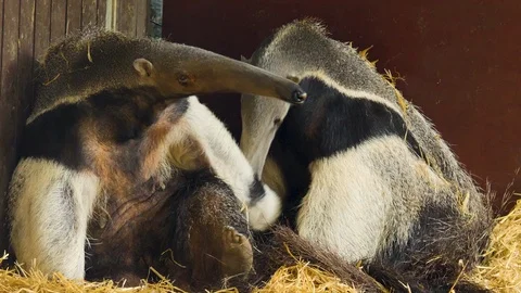 Two anteaters sitting down Video stock 116609463