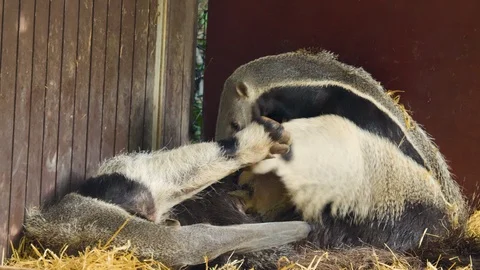 Two anteaters sitting down Video stock 116610434