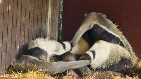 Two anteaters sitting down Stock Footage 116610520