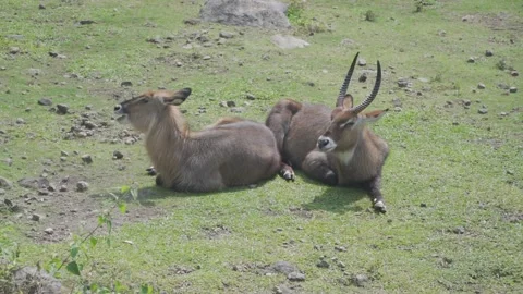 Two antelope lying on the ground Stock Footage 236665681