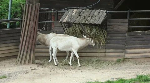 Two antelope in Prague Zoo Video stock 57508662