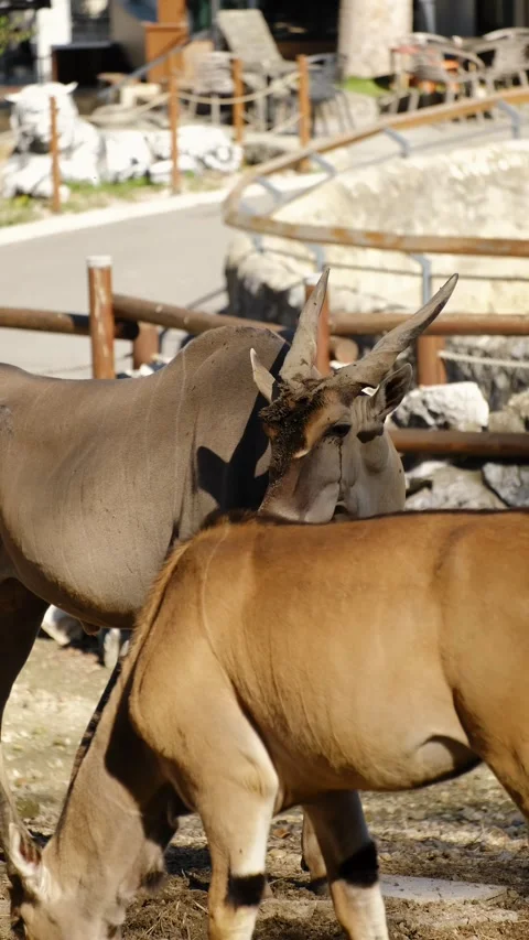 Two antelopes eat hay inside a zoo enclosure in natural daylight. The scene Stock Footage 325741182