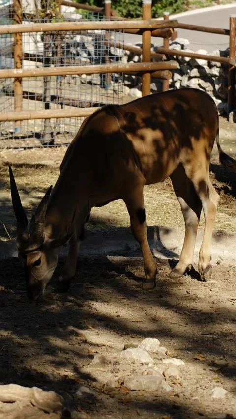 Two antelopes eat hay inside a zoo enclosure in natural daylight. The scene Stock Footage 325741222