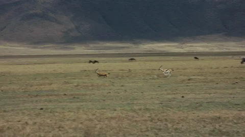 Two antelopes run along the savannah Stock Footage 104978441