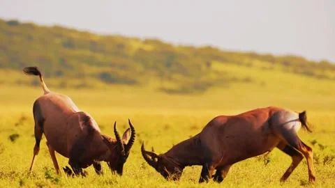 Two Antelopes Running Across Open Grassland Stock Footage 322549193