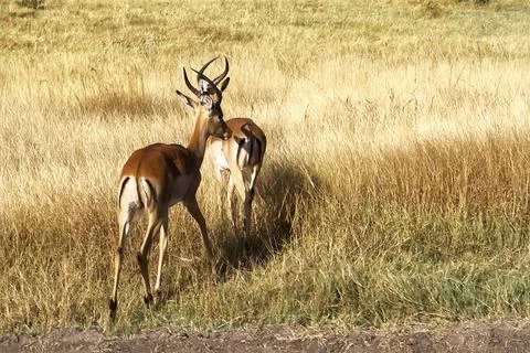Two antelopes in a savannah Stock Photos