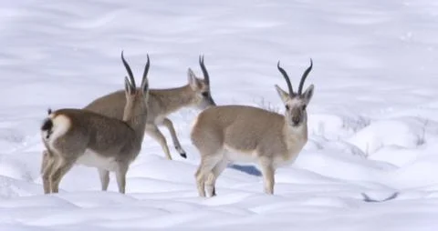 Two Antelopes Walking in Snow Stock Photos