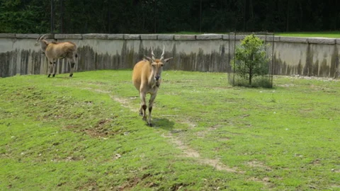 Two antelopes in zoo Stock Footage 96038774