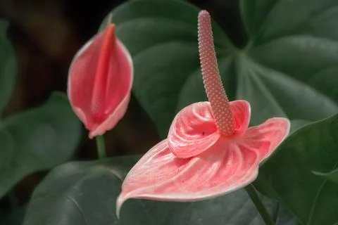 Two anthuriums. Stock Photos
