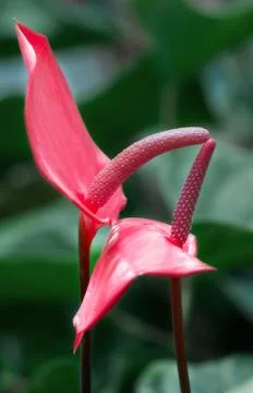 Two anthuriums. Stock Photos