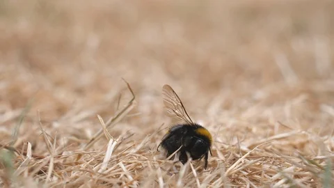 Two ants and dead bumblebee 库存影片 100135968