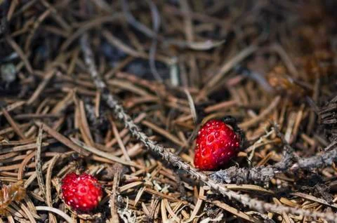 Two ants and two wild strawberries Stock Photos