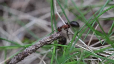 Two ants are carrying a heavy piece of twig through grasses - handheld Stock Footage 189317989