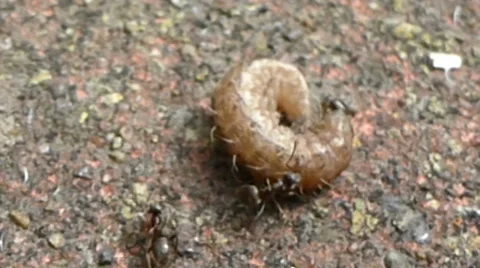 Two ants attacking a moth caterpillar, the caterpillar rolls in pain 8 of 10 Stock Footage 43429476