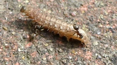 Two ants attacking a moth caterpillar. The caterpillar rolls in pain 7 of 10 Stock Footage 43432148