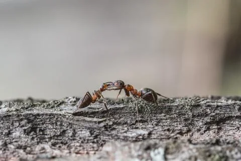 Two ants on the bark of a tree Foto stock