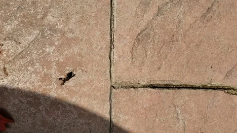 Two Ants Carrying a Dead Wasp Across the Ground Video stock 252319495