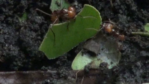 Two ants carrying one leaf Video stock 103619200