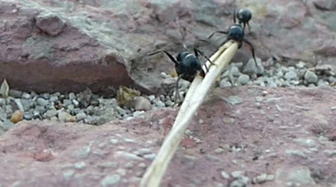 Two ants carrying a piece of dried grass across a pavement 8 of 14 Stock Footage 42097101