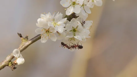 Two ants communicating with antennae on blackthorn blossom, macro. 4K 60fps. Stock Footage 334368088