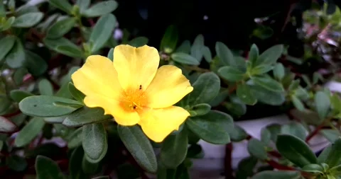 Two ants crawling on the yellow flower Video stock 157483462
