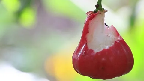 Two ants fighting and running around a bitten wax apple fruit Stock Footage 136051352