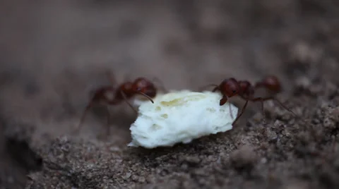 Two ants fighting over a cracker. Video stock 34779059