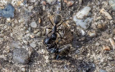 Two ants fighting Stock Photos