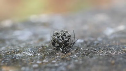 Two ants fighting violently - Closeup video of battling ants Stock Footage 136597832
