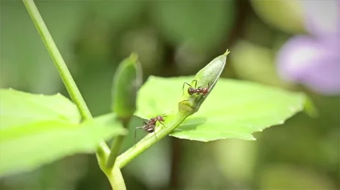 Two ants on flower bud Stockbeeldmateriaal 45342309