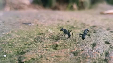 Two ants Stock Footage 226143637